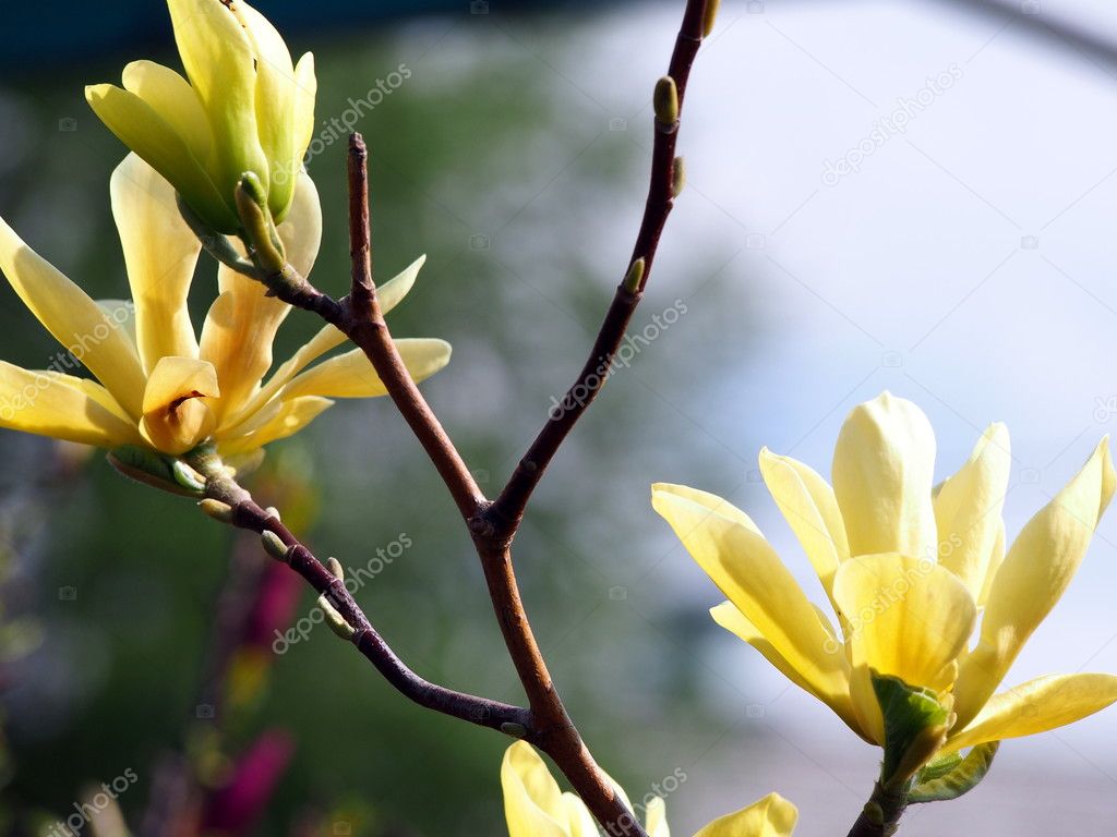 Yellow Magnolia 'Butterflies'