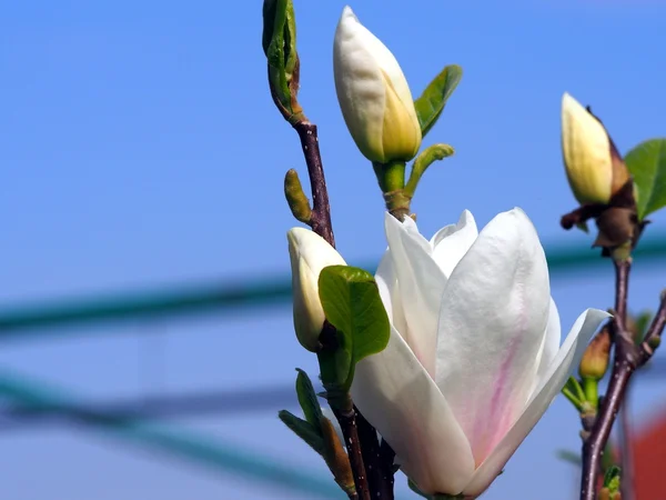 Magnolia x soulangeana 'Lennei Alba' —  Fotos de Stock