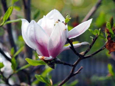 Magnolia x soulangeana 'Alexandrina'