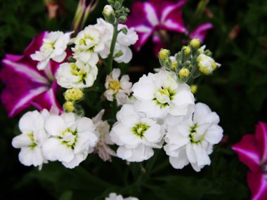 Matthiola incana bahçede.