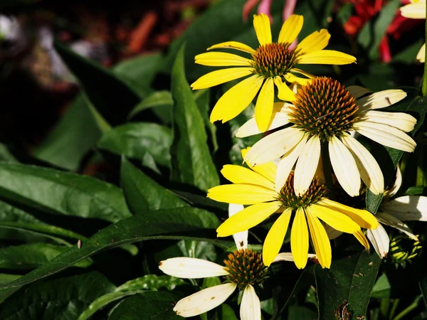 Yellow coneflower - Echinacea — Stock Photo, Image