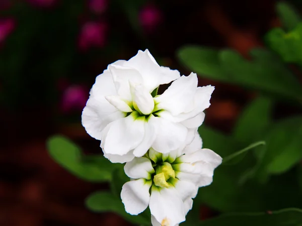 Matthiola incana в саду . — стоковое фото