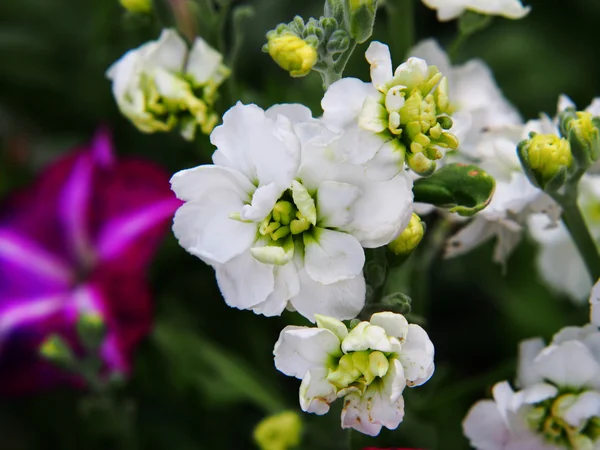 Matthiola incana в саду . — стоковое фото