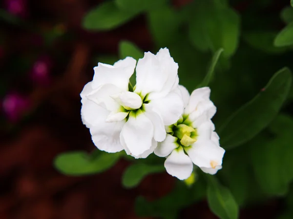 Matthiola incana в саду . — стоковое фото