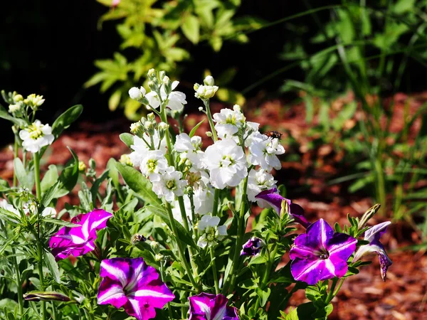 Matthiola incana в саду . — стоковое фото