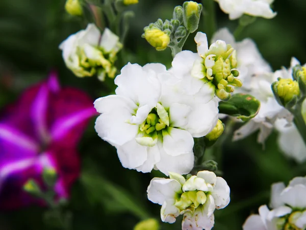 Matthiola incana в саду . — стоковое фото