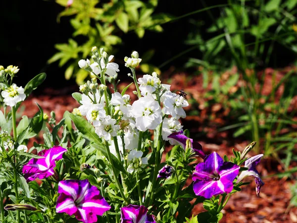 Matthiola incana bahçede. Telifsiz Stok Imajlar