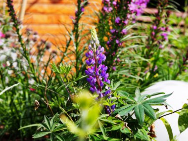 Lupinus 'Camelot Blue' 
