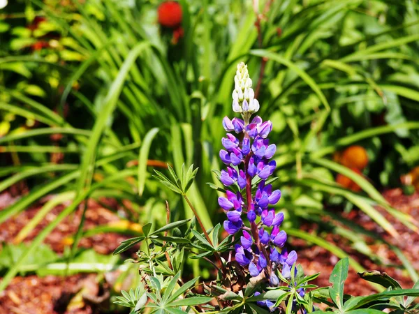 Lupinus "Camelot Blue" — Stockfoto