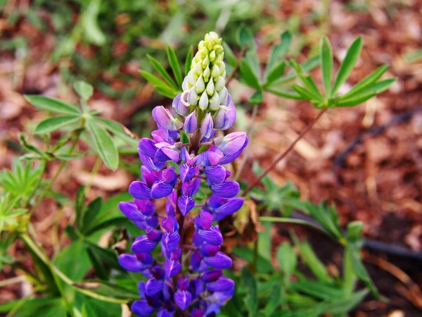 Lupino 'Camelot Blue' — Fotografia de Stock