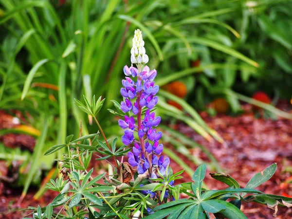Lupin 'Camelot Blue' — Photo