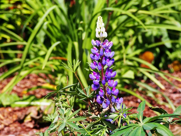 Lupinus 'Camelot Blue' — ストック写真