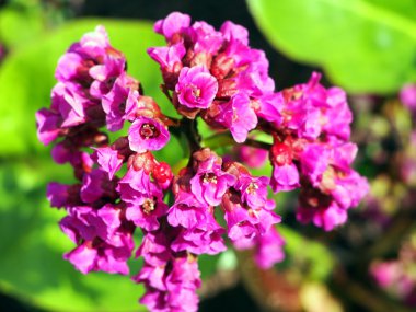 Bergenia cordifolia - parlak pembe çiçekler