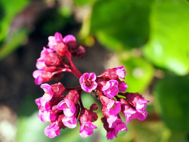 Bergenia cordifolia - parlak pembe çiçekler