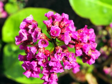 Bergenia cordifolia - parlak pembe çiçekler