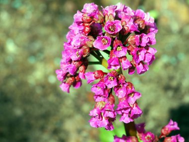 Bergenia cordifolia - parlak pembe çiçekler