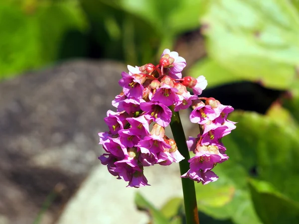 Bergenia cordifolia - flores rosa brilhantes — Fotografia de Stock