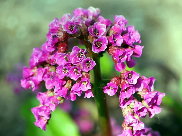 Bergenia cordifolia - flores rosa brilhantes — Fotografia de Stock