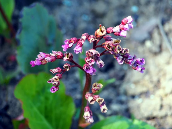 Bergenia cordifolia - flores rosa brilhantes — Fotografia de Stock