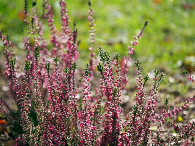 Pembe Heather çiçekler.