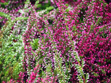Pembe Heather çiçekler.