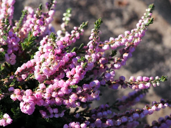 Fleurs de bruyère rose . — Photo