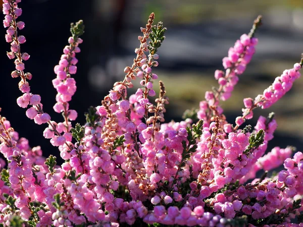 Flores de urze rosa . — Fotografia de Stock