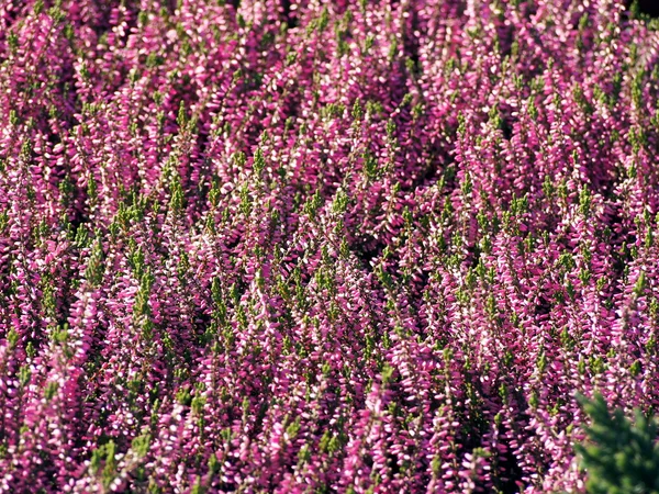 ピンクのヒースの花. — ストック写真