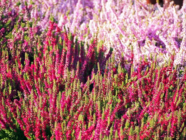 Flores de brezo rosa . — Foto de Stock