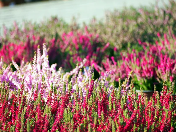 Rosa Ljung blommor. — Stockfoto