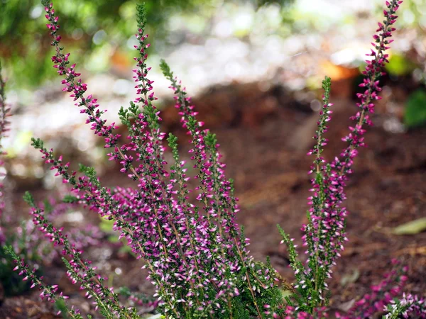 Pink heather flowers. — Stock Photo, Image