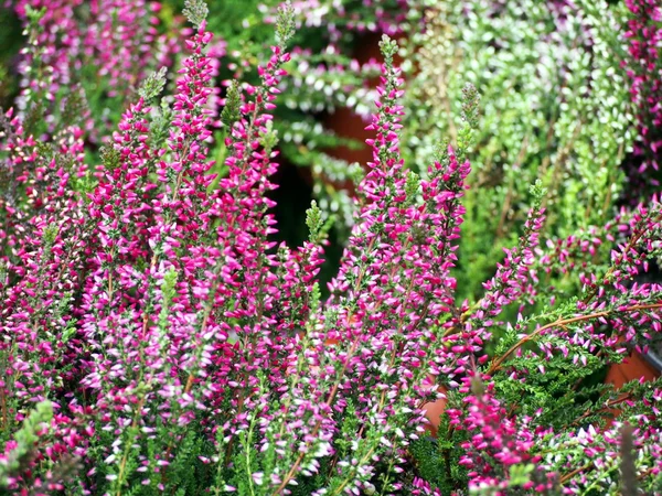 Pink heather flowers. — Stock Photo, Image