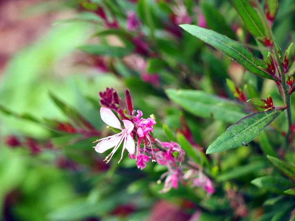 Gaura lindheimeri - декоративное растение — стоковое фото