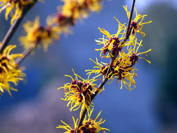 Kvetoucí Hamamelis - vilín — Stock fotografie