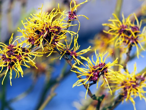 Hamamelis florescente - Hazel bruxa — Fotografia de Stock