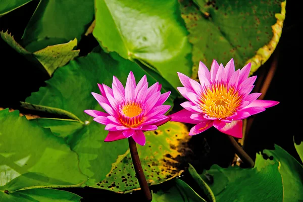 İkiz lotus