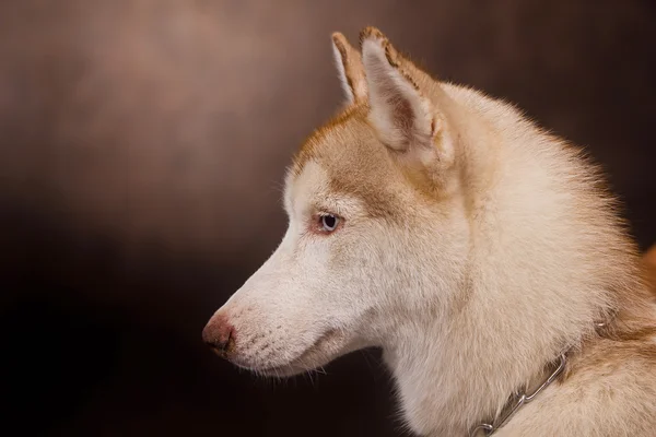 Sibirya Husky köpeği