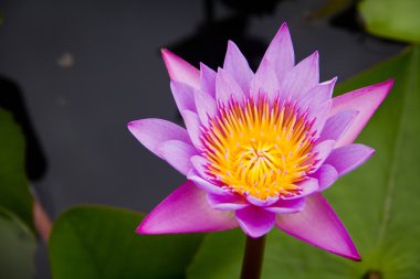 Pembe nilüfer veya lotus