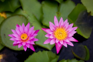 Pembe nilüfer veya lotus