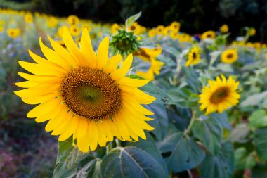 Bahçedeki ayçiçeği