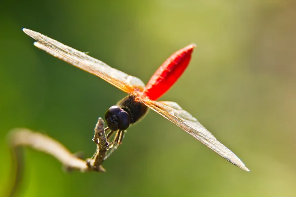 Libellenmakro — Stockfoto