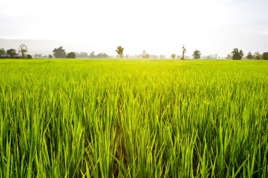 Yeşil pirinç alan yakın çekim