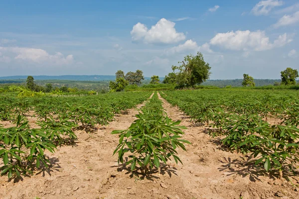 Cassava or manioc farmland agriculture plant field