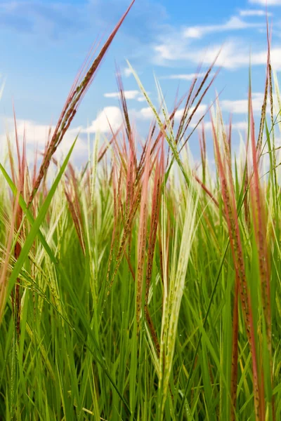 Зелене рисове поле крупним планом — стокове фото