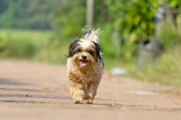 Köpek çalışan veya yolda yürürken