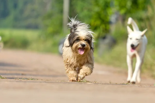 Köpek çalışan veya yolda yürürken