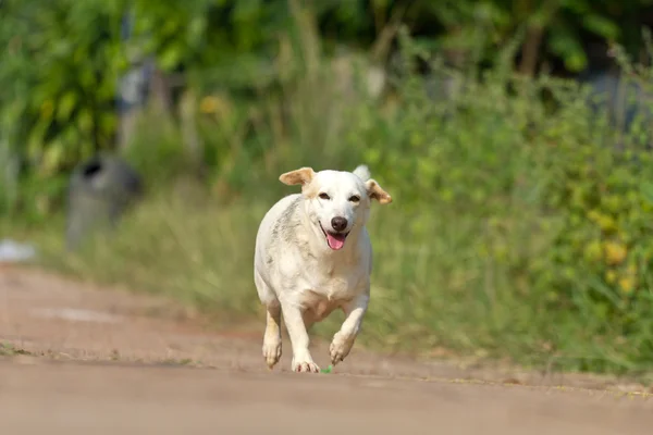 Köpek çalışan veya yolda yürürken