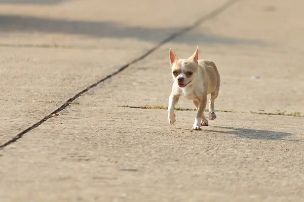 Chihuahua köpek çalışan veya yolda yürürken