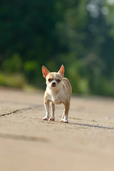 Chihuahua köpek çalışan veya yolda yürürken