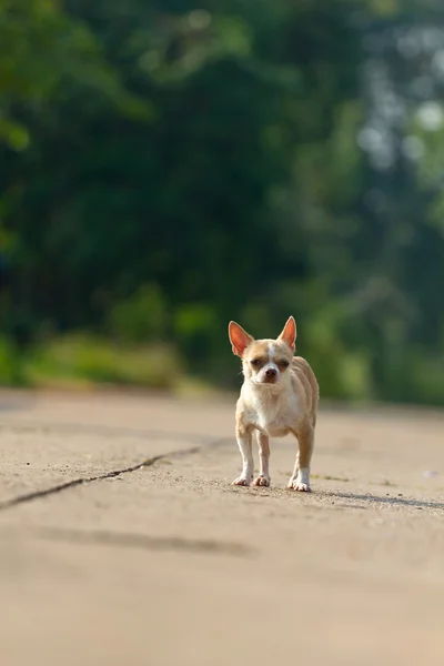 Chihuahua dog futás vagy gyaloglás-ra út — Stock Fotó